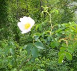 Rosa canina il fiore